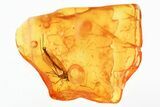 Detailed Fossil Fungus Gnat (Macrocerinae) In Baltic Amber - Rare #294355-1